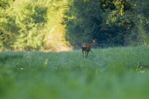 ein jung weiblich Hirsch auf ein Grün Wiese foto