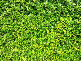 Muster von viele Grün Blatt Hintergrund und Hintergrund beim Pflanzen Garten foto