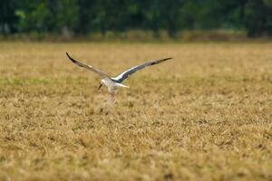 ein großartig jung Vogel auf Bauernhof Feld im Natur foto