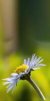 ein Sanft Blume blühen im ein Natur Garten foto