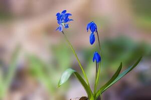 ein Sanft Blume blühen im ein Natur Garten foto