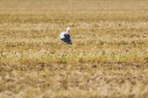 ein großartig jung Vogel auf Bauernhof Feld im Natur foto