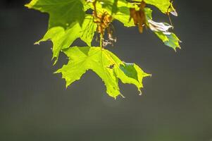 ein frisch Ast mit Grün Blätter im das Wald foto