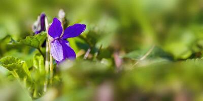 ein Sanft Blume blühen im ein Natur Garten foto