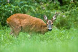 ein jung weiblich Hirsch auf ein Grün Wiese foto