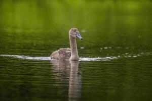 ein jung Schwan schwimmt elegant auf ein Teich foto