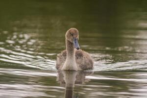 ein jung Schwan schwimmt elegant auf ein Teich foto