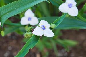 schließen oben von ein Weiß Witwen Tränen Blüten im das Garten foto