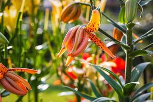 Hier ist einer von das zuerst Tiger Lilien zu öffnen im das zurück Garten foto