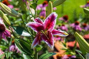 Hier ist Ein weiterer Star Gaffer Lilie zu öffnet im das zurück Garten foto