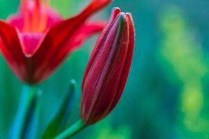 das Nächster blühen zu öffnen auf diese rot Lilie im das Vorderseite Garten foto