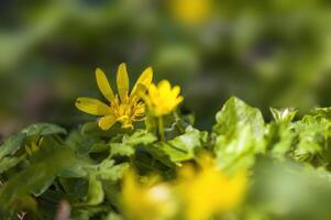 ein Sanft Blume blühen im ein Natur Garten foto