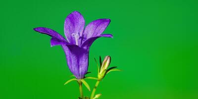 ein Sanft Blume blühen im ein Natur Garten foto