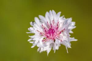 ein Sanft Blume blühen im ein Natur Garten foto