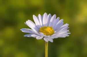 ein Sanft Blume blühen im ein Natur Garten foto