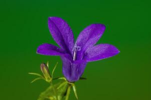 ein Sanft Blume blühen im ein Natur Garten foto