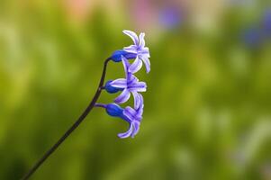 ein Sanft Blume blühen im ein Natur Garten foto