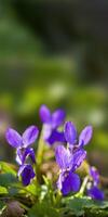 ein Sanft Blume blühen im ein Natur Garten foto