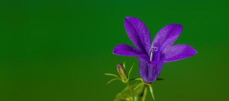 ein Sanft Blume blühen im ein Natur Garten foto