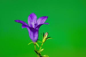 ein Sanft Blume blühen im ein Natur Garten foto