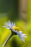 ein Sanft Blume blühen im ein Natur Garten foto