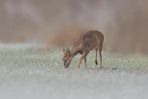 einer Erwachsene Rogen Hirsch Damhirschkuh steht auf ein gefroren Feld im Winter foto