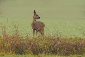 einer schön Hirsch Damhirschkuh Stehen auf ein Wiese im Herbst foto