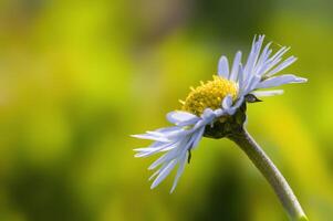 ein Sanft Blume blühen im ein Natur Garten foto