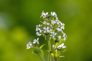 ein Sanft Blume blühen im ein Natur Garten foto