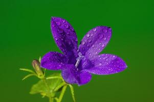 ein Sanft Blume blühen im ein Natur Garten foto