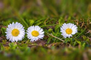 ein Sanft Blume blühen im ein Natur Garten foto