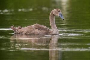 ein jung Schwan schwimmt elegant auf ein Teich foto