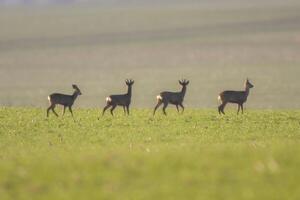 ein Gruppe von Hirsch im ein Feld im Frühling foto