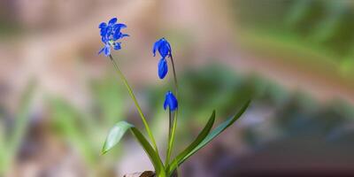 ein Sanft Blume blühen im ein Natur Garten foto