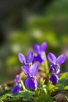 ein Sanft Blume blühen im ein Natur Garten foto