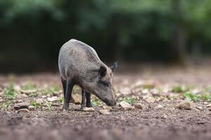 ein wild Eber im ein laubabwerfend Wald im Herbst foto