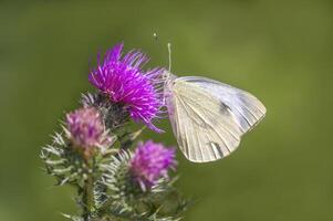 Schmetterling sitzt auf ein Blume und knabbert halsband foto