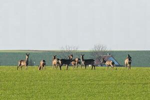 ein Gruppe von Hirsch im ein Feld im Frühling foto