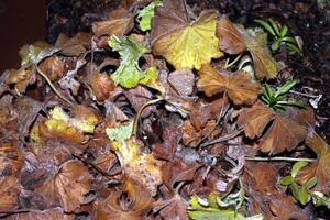 Winter hat Kommen Sie und das Blumen und Blätter einfrieren beim Nacht foto