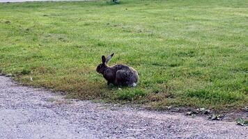 ein wild Hase im das Stadt weidet das Gras ungestört foto