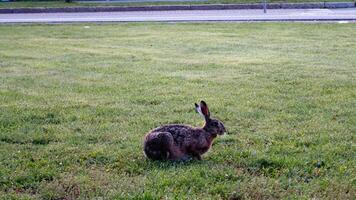 ein wild Hase im das Stadt weidet das Gras ungestört foto