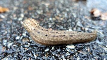 ein Riese Gartenschnecke ruhig Streifen beim das Kante von das Wald foto