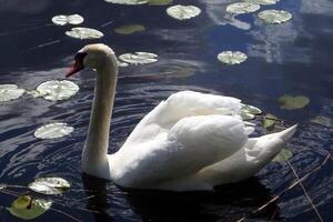 ein Schwan schwimmt ruhig auf das Oberfläche von ein See foto