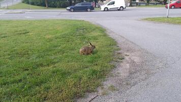 ein Hase beim das Überschneidung von ein Stadt Straße foto