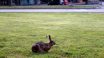 ein wild Hase im das Stadt weidet das Gras ungestört foto