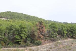 Landschaft in den Bergen im Norden Israels. foto