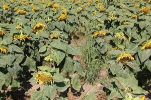 Sonnenblumen wachsen auf ein kollektiv Bauernhof Feld im Nord Israel. foto
