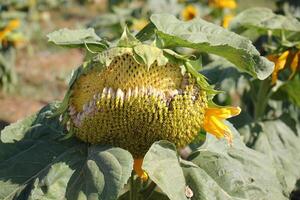 Sonnenblumen wachsen auf ein kollektiv Bauernhof Feld im Nord Israel. foto