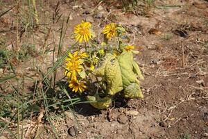 Sonnenblumen wachsen auf ein kollektiv Bauernhof Feld im Nord Israel. foto