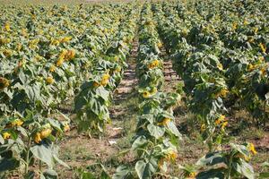 Sonnenblumen wachsen auf ein kollektiv Bauernhof Feld im Nord Israel. foto